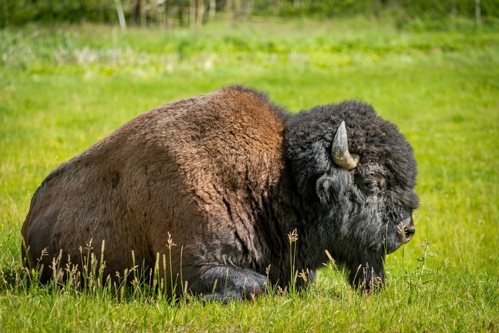 a buffalo in a field