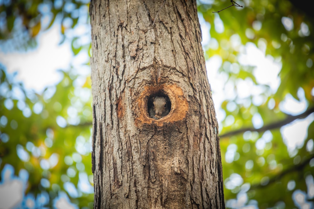 a tree trunk with a hole in it