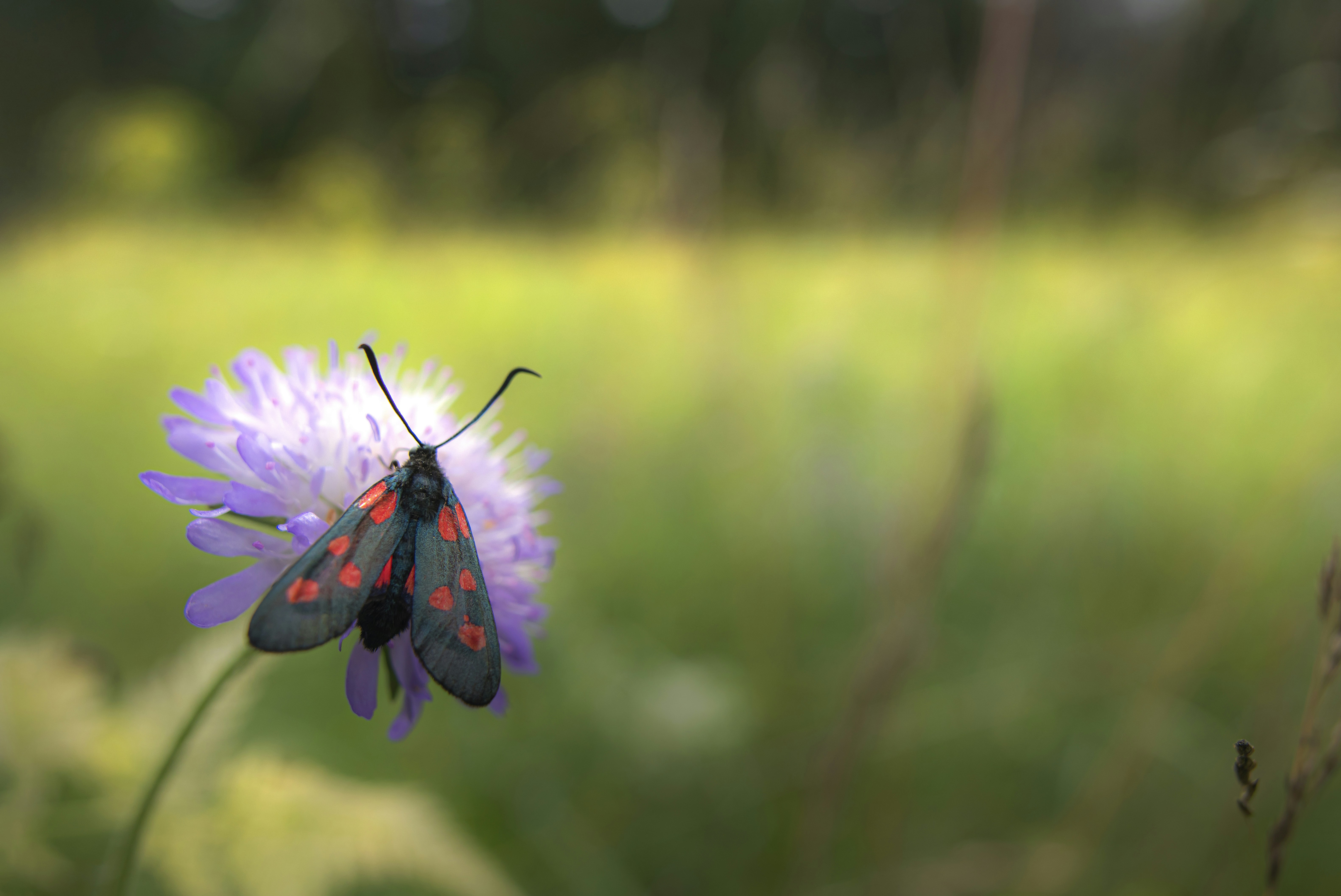 Photo by erik_karits