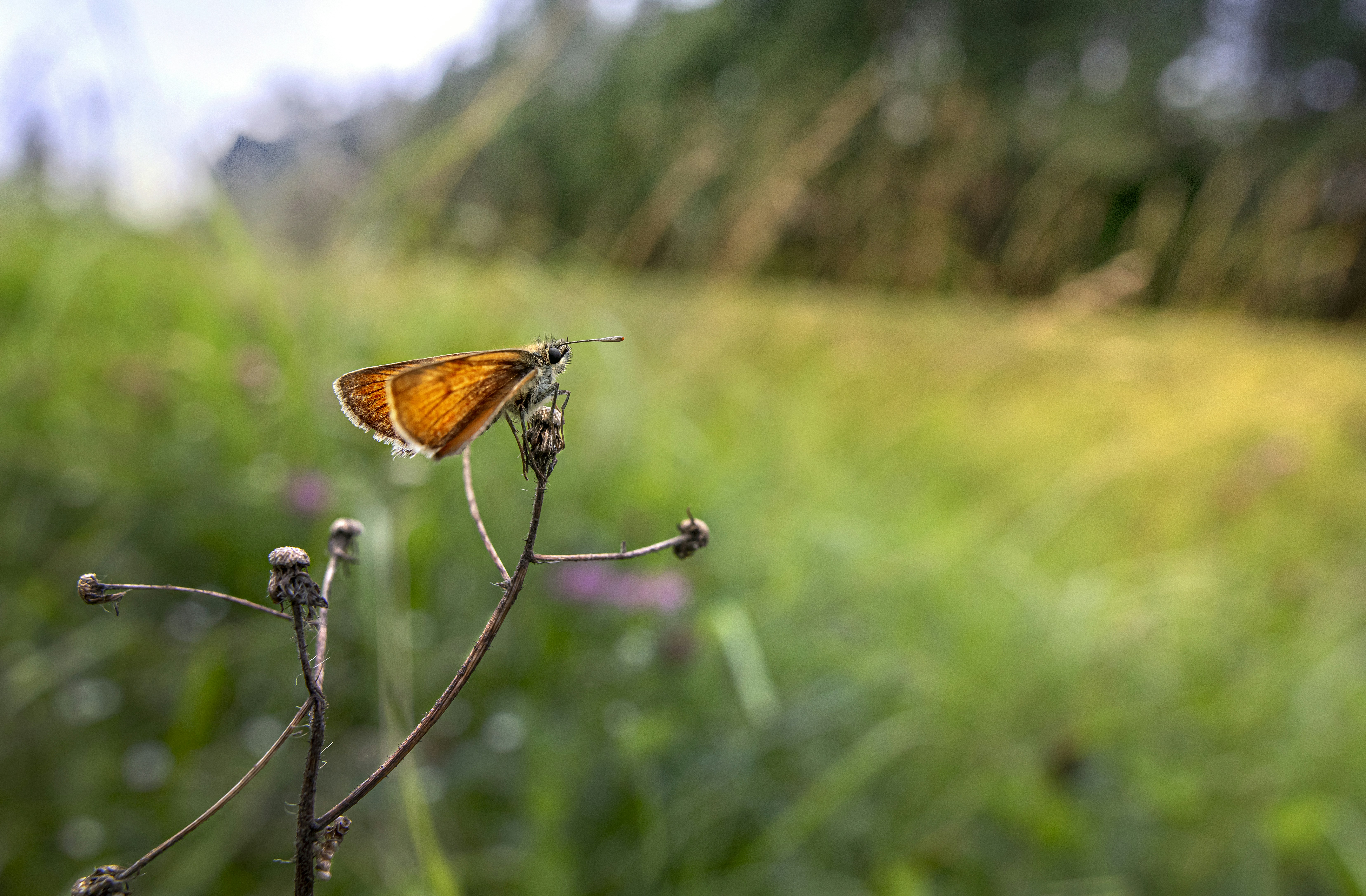 Photo by erik_karits