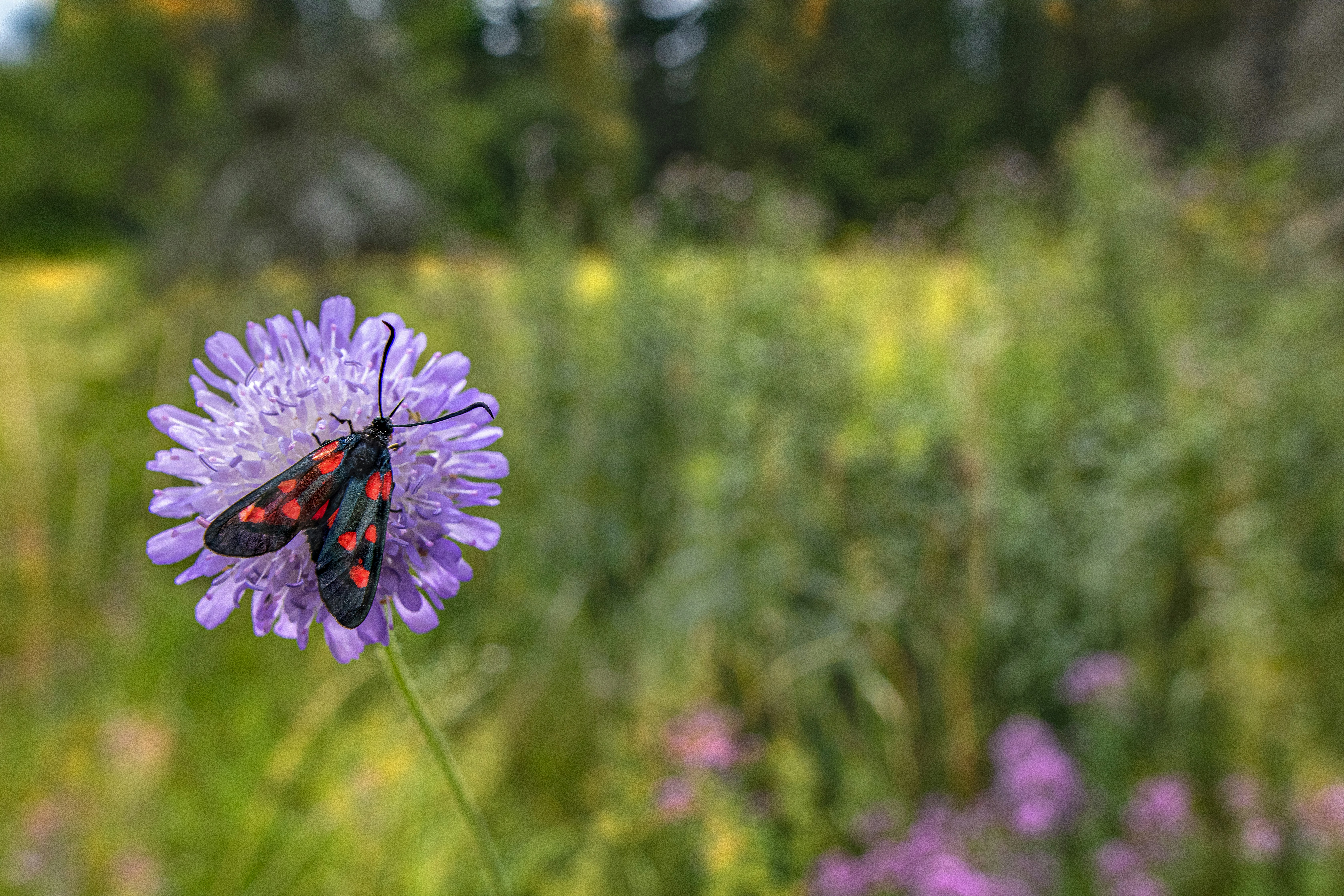 Photo by erik_karits