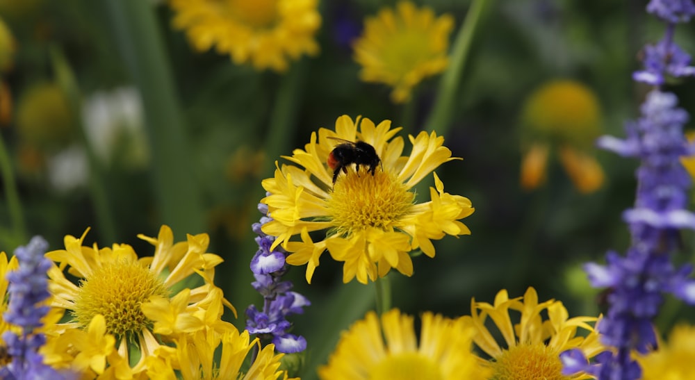 a bee on a yellow flower