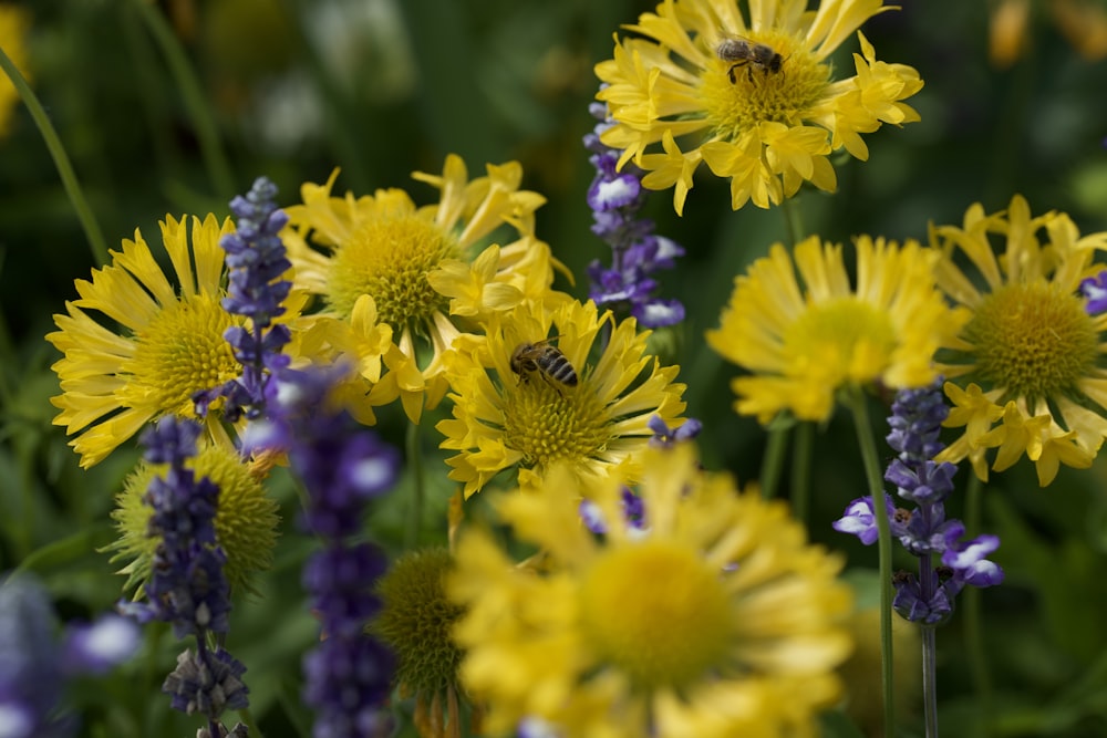 a group of flowers