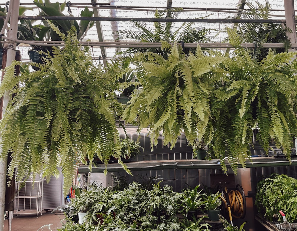 a greenhouse with plants