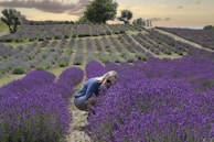 A peaceful Provençal lavender field at sunset, with a woman writing in her travel journal during a retreat.