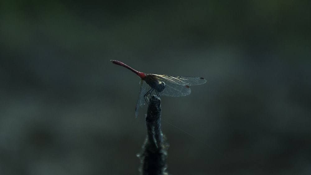 a dragonfly on a leaf