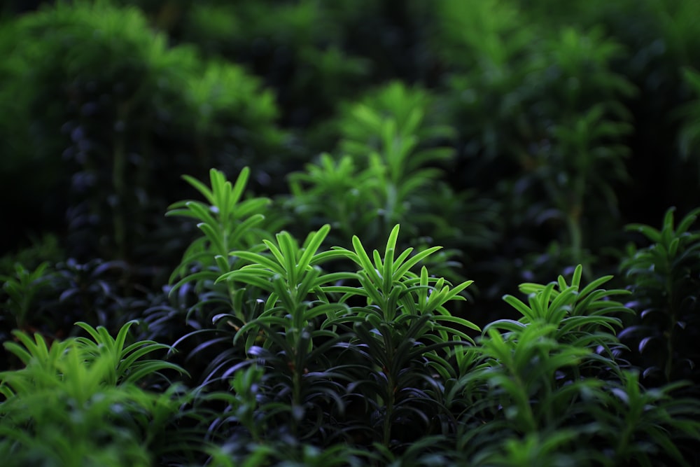 a close-up of some plants