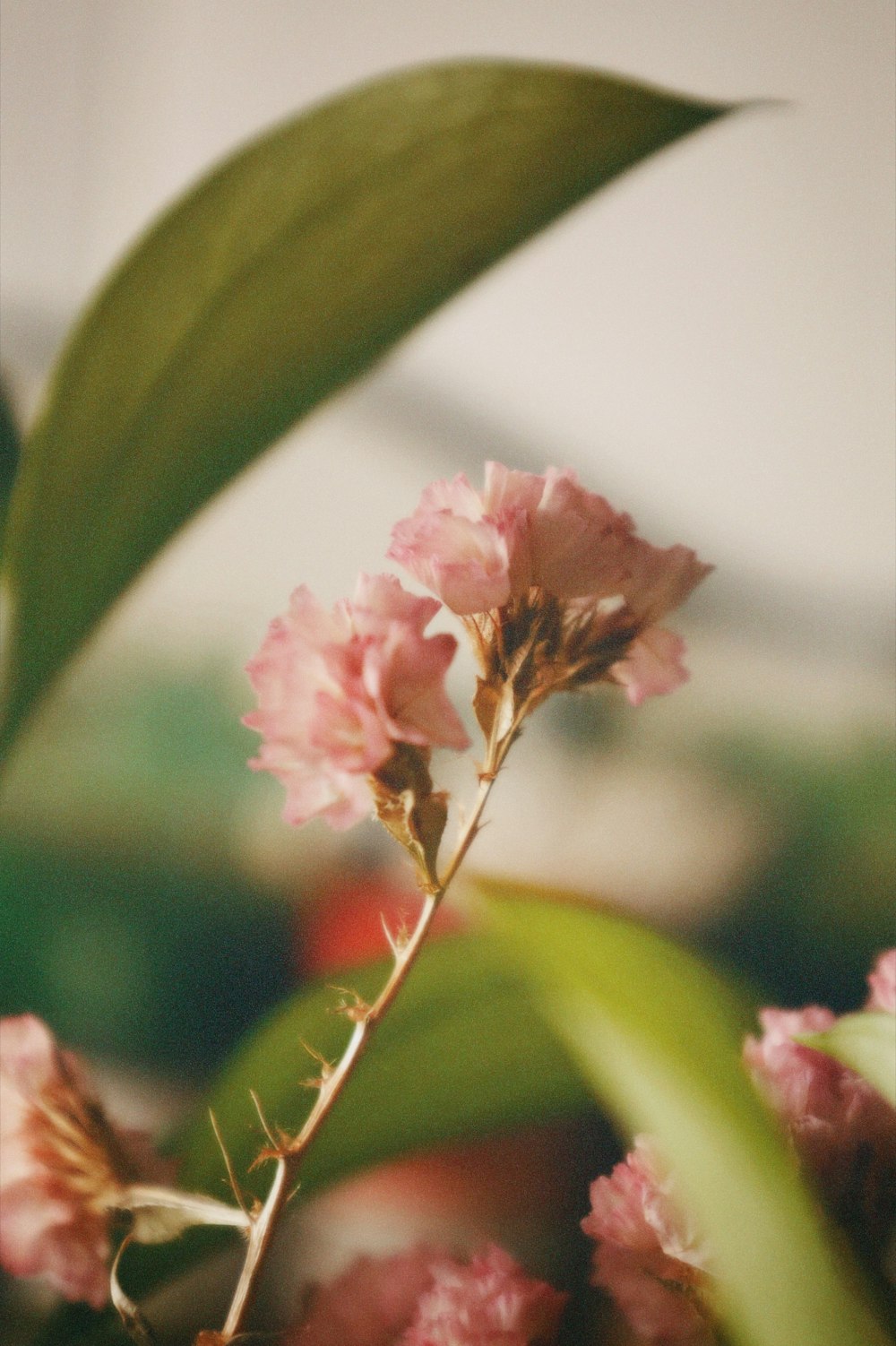 a close up of a flower