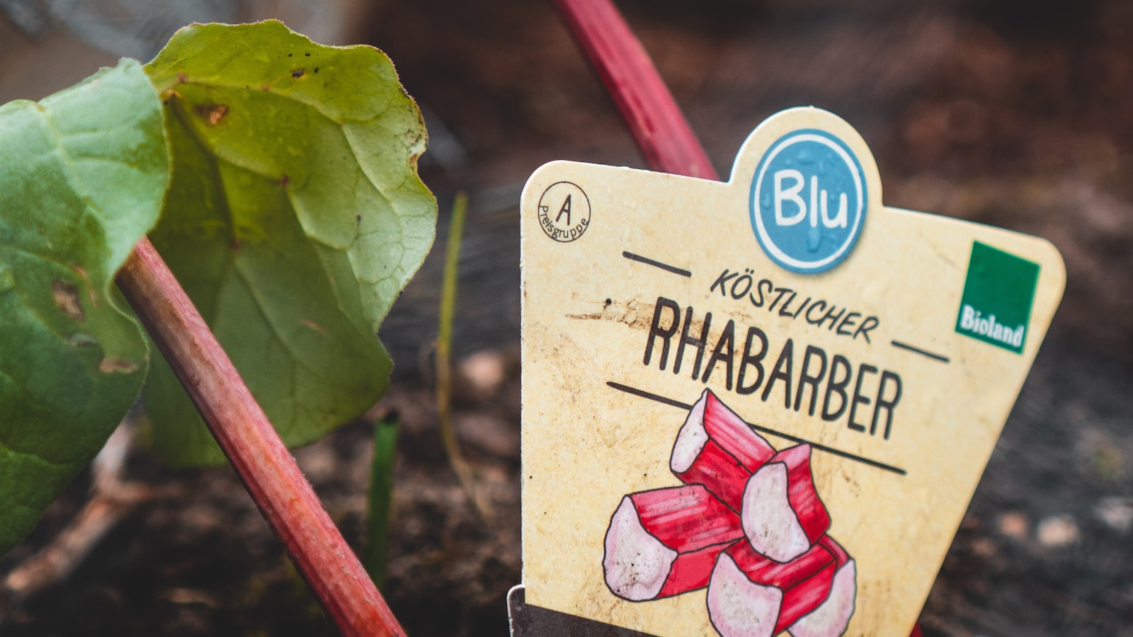 A Prime Pairing: Rhubarb and Asparagus – Can They Be Planted Together?