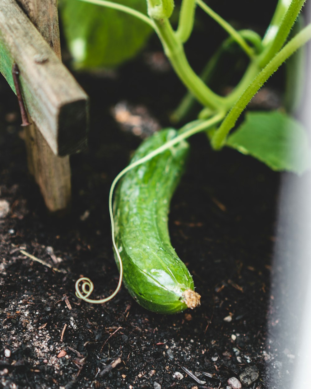 a green pepper on a plant