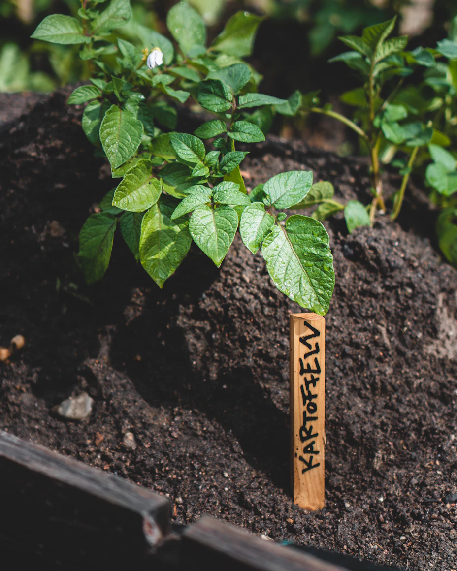 Testing soil moisture using a
    wooden chopstick to check for overwatering