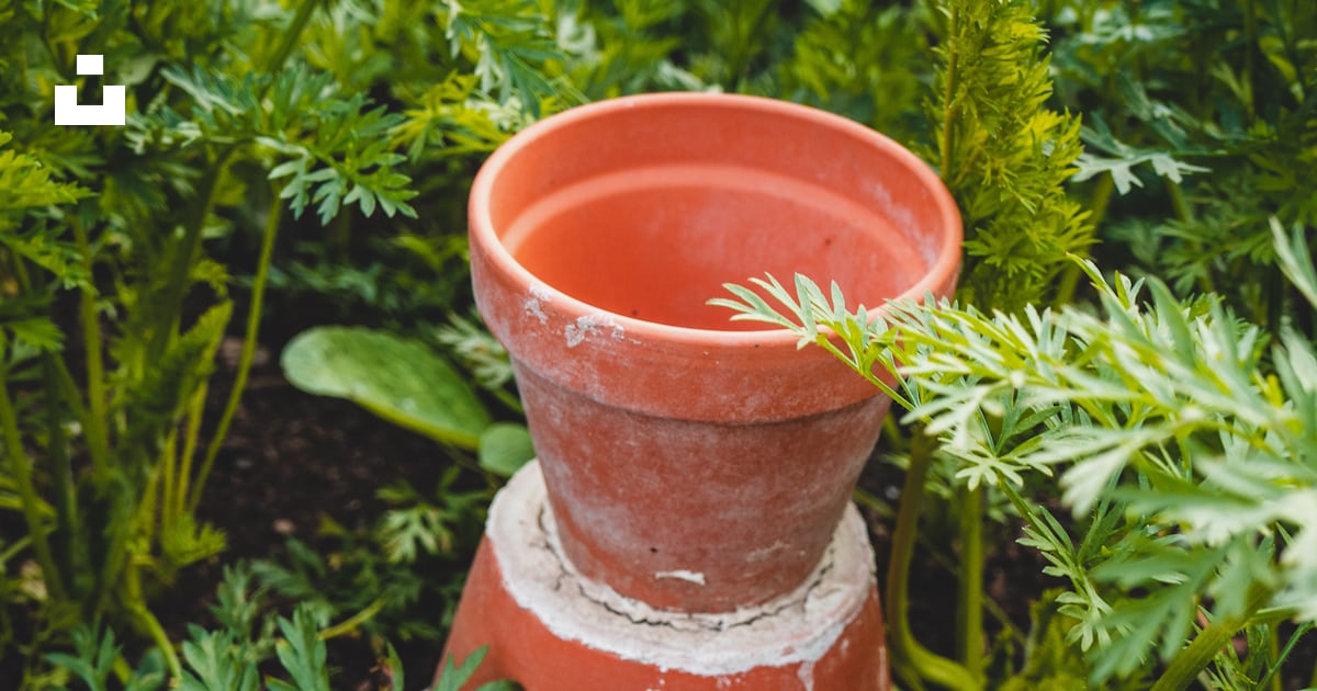 Un pot rouge avec une plante qui pousse dedans photo – Photo Poterie ...