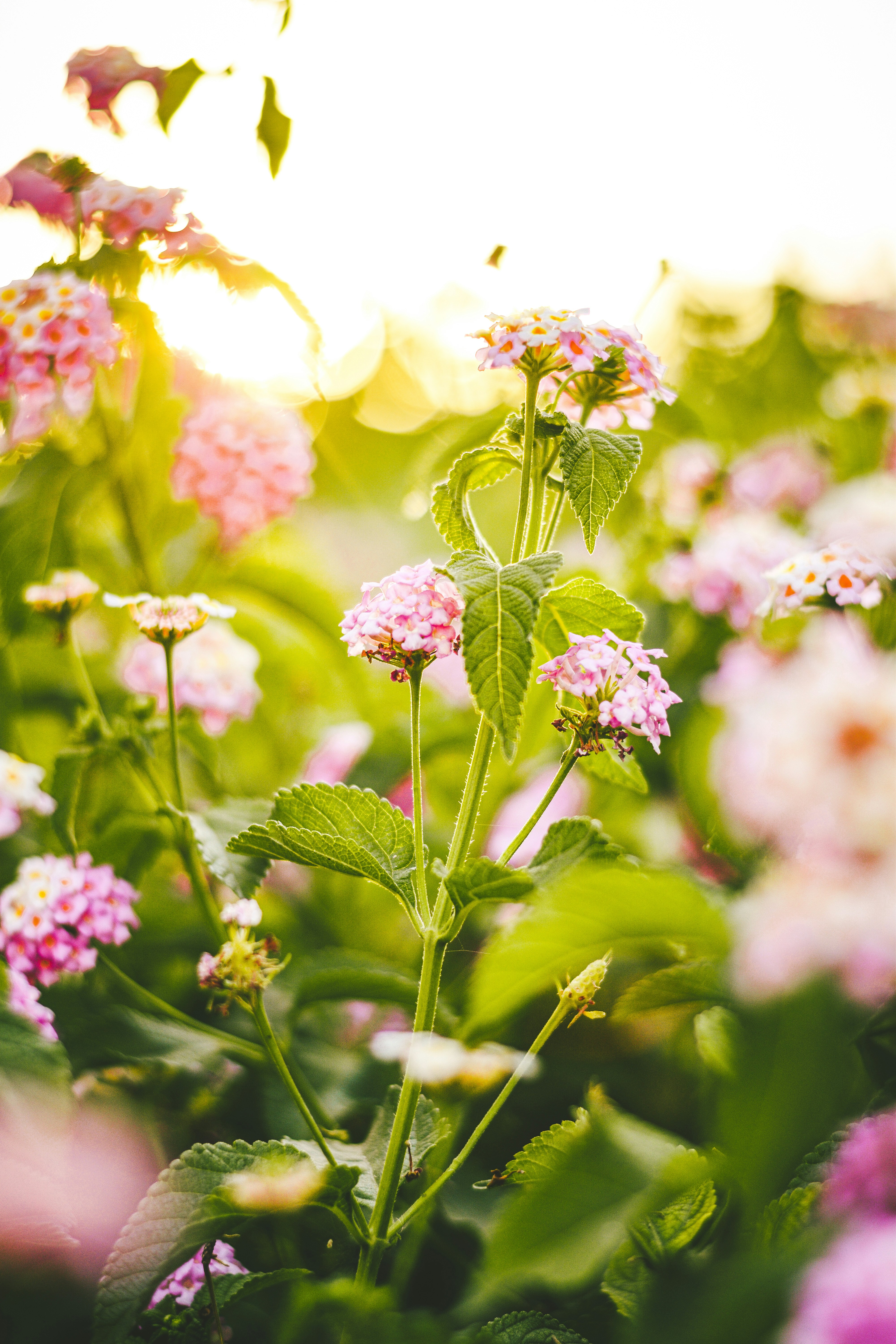 Photo by omar_abozeid