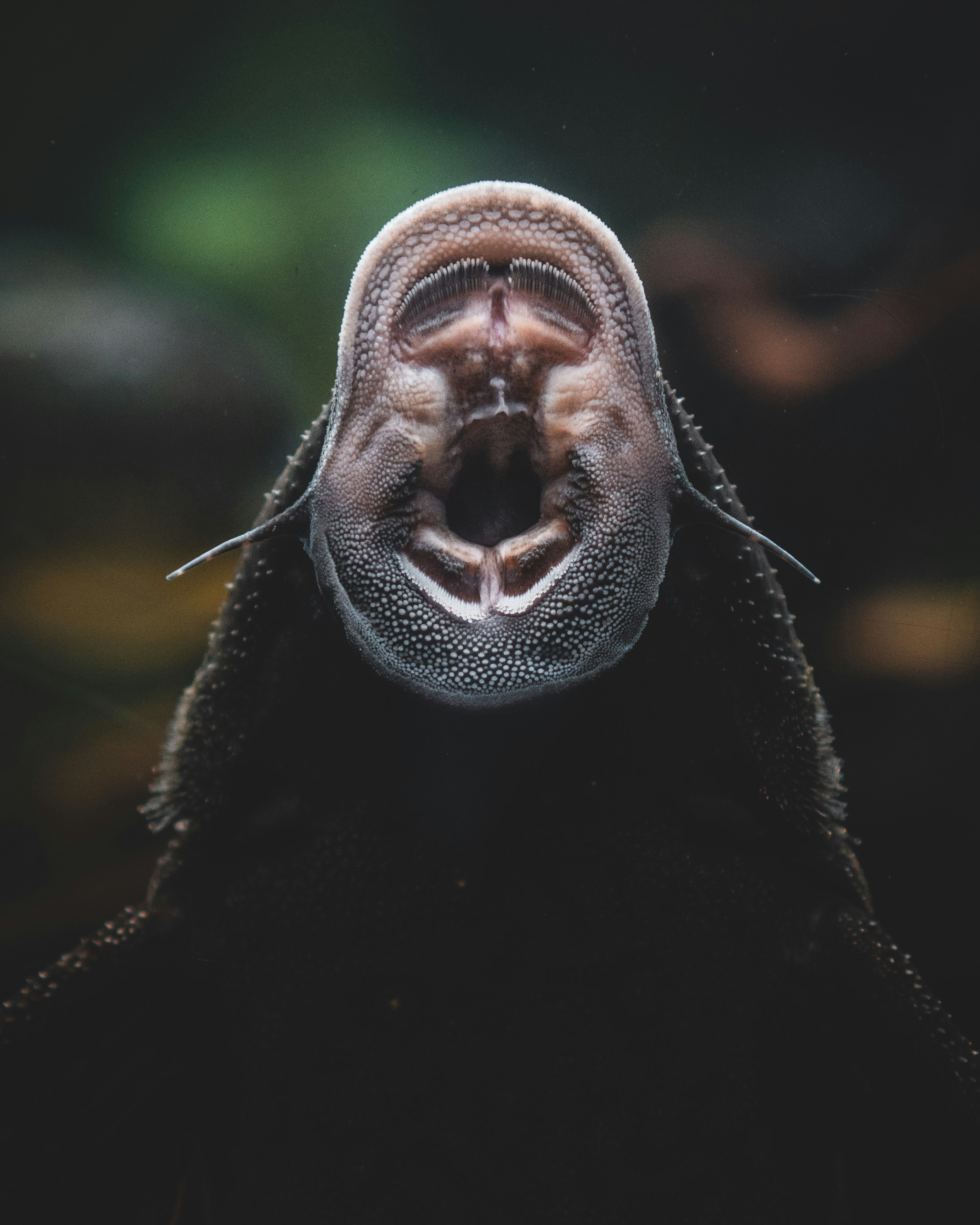 Close-up kelelawar