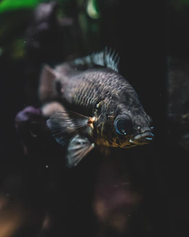 a fish swimming in water
