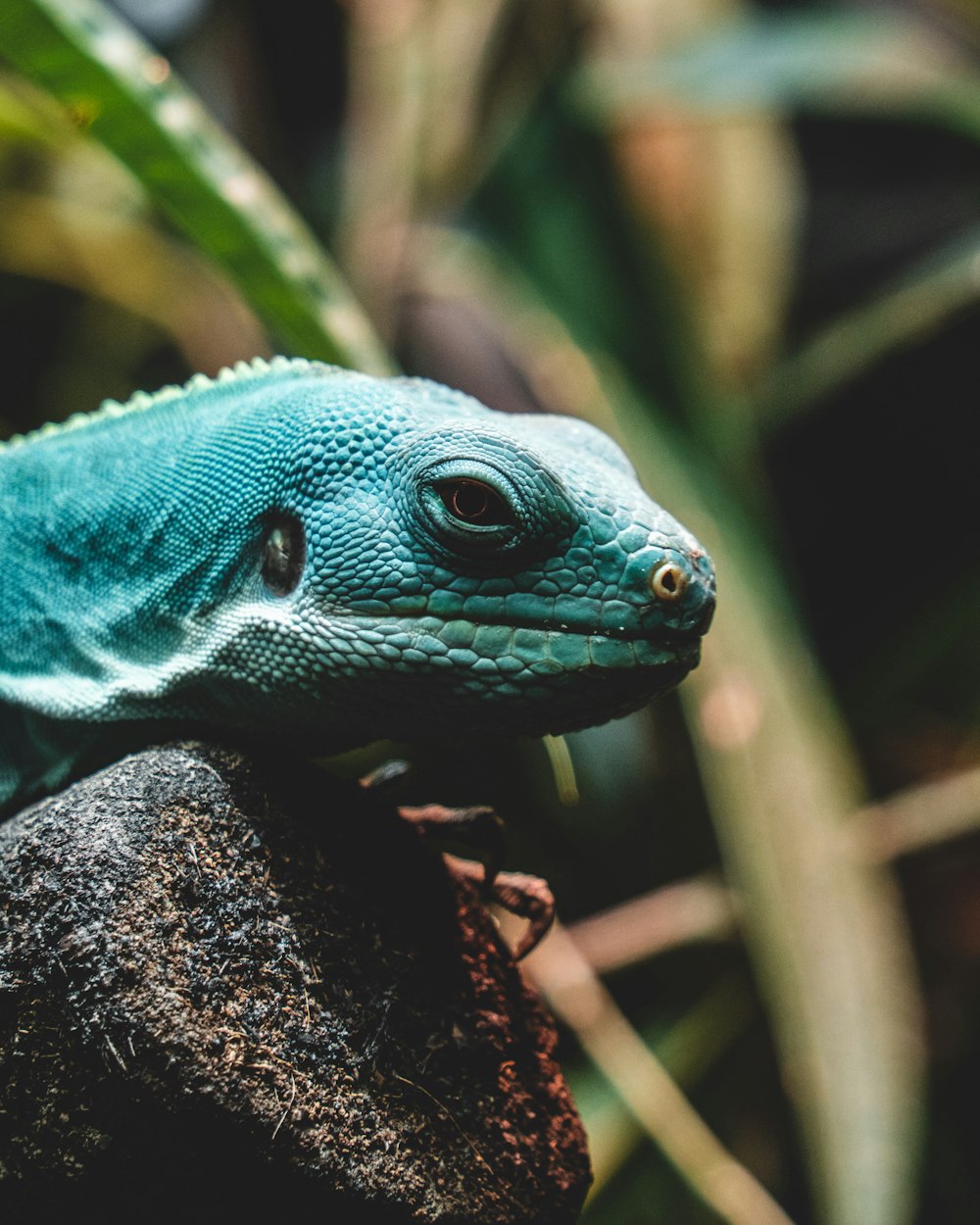 a lizard on a branch