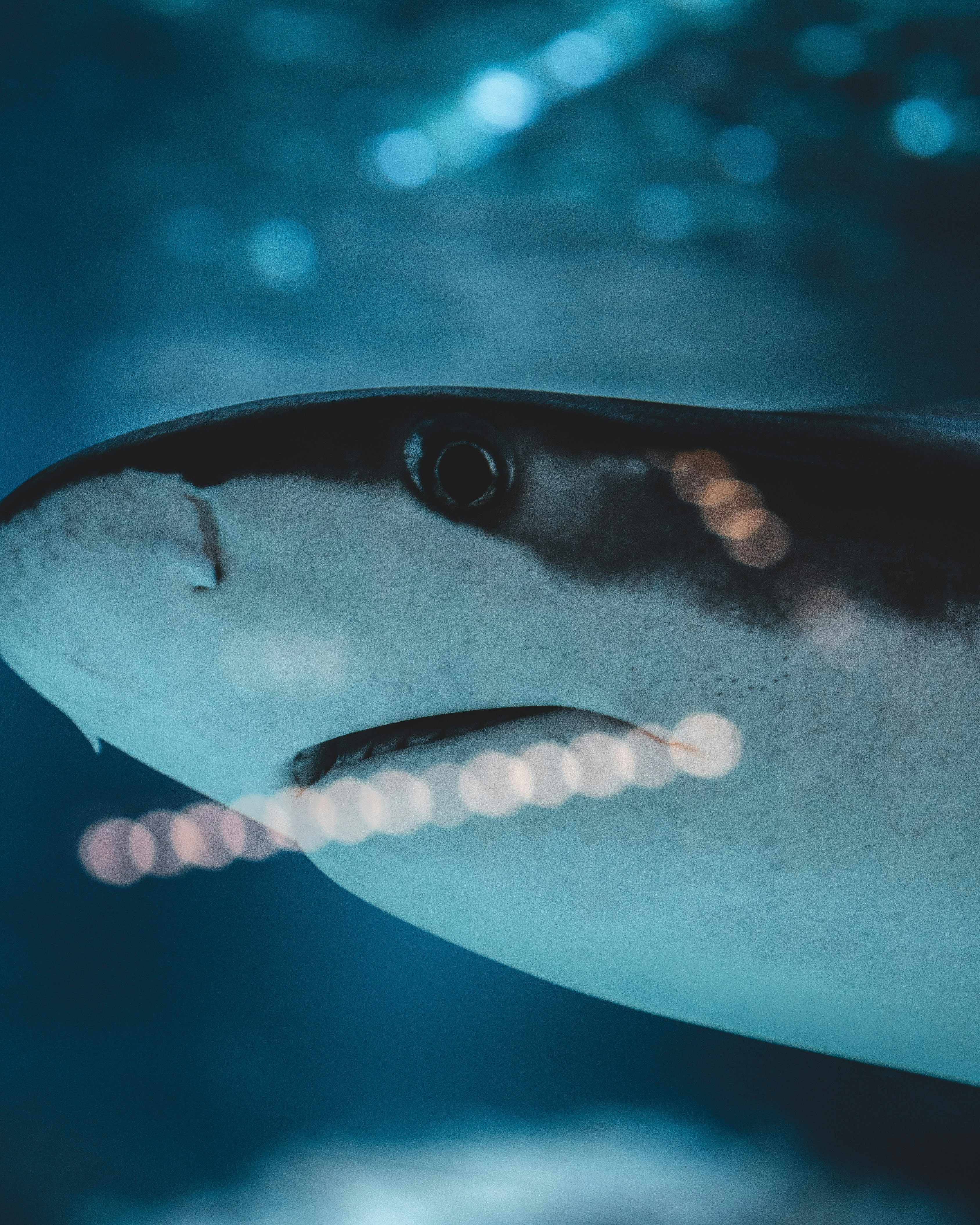 a fish with a long nose