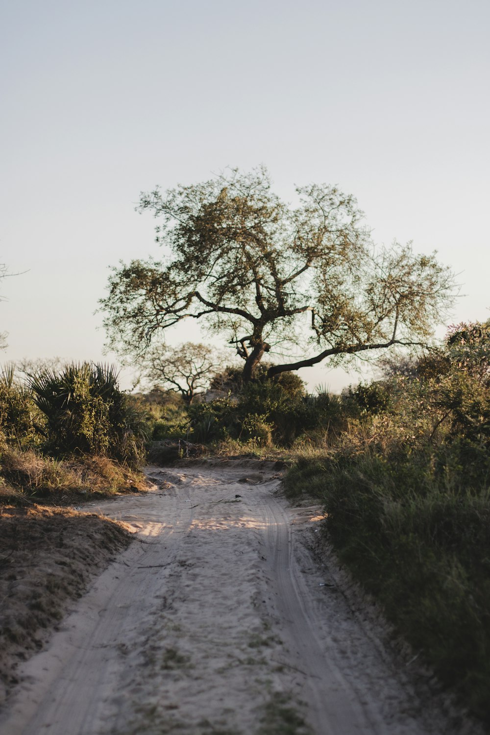 a dirt road with trees on either side of it