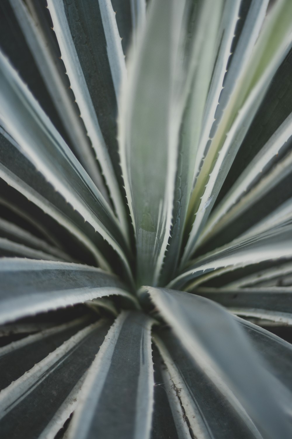 a close up of a plant