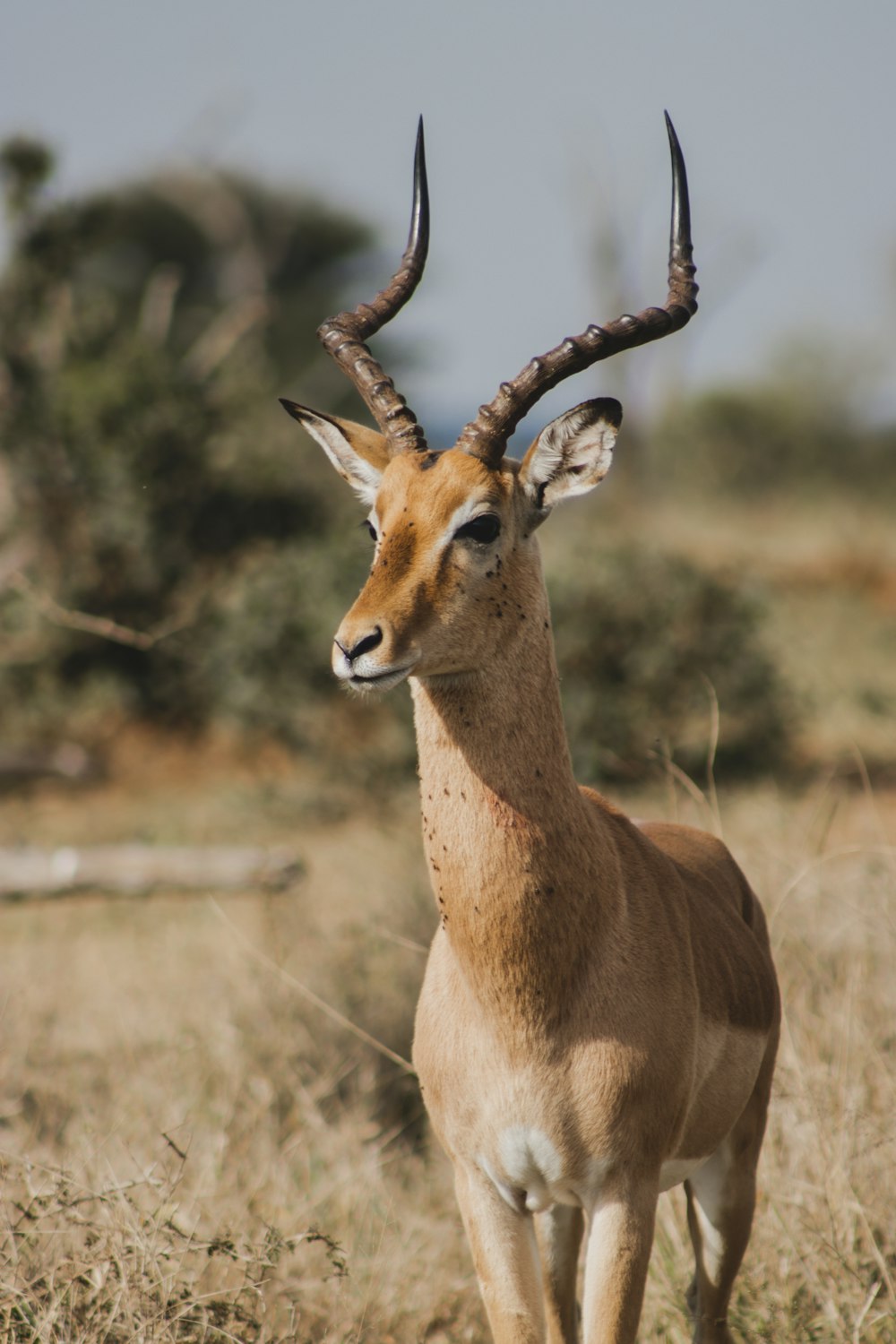 a deer with antlers