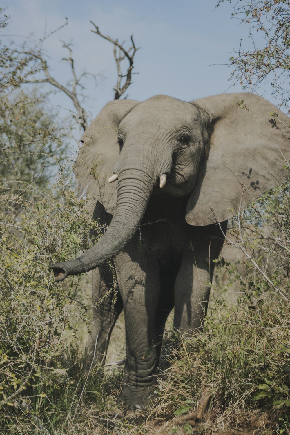 an elephant with tusks