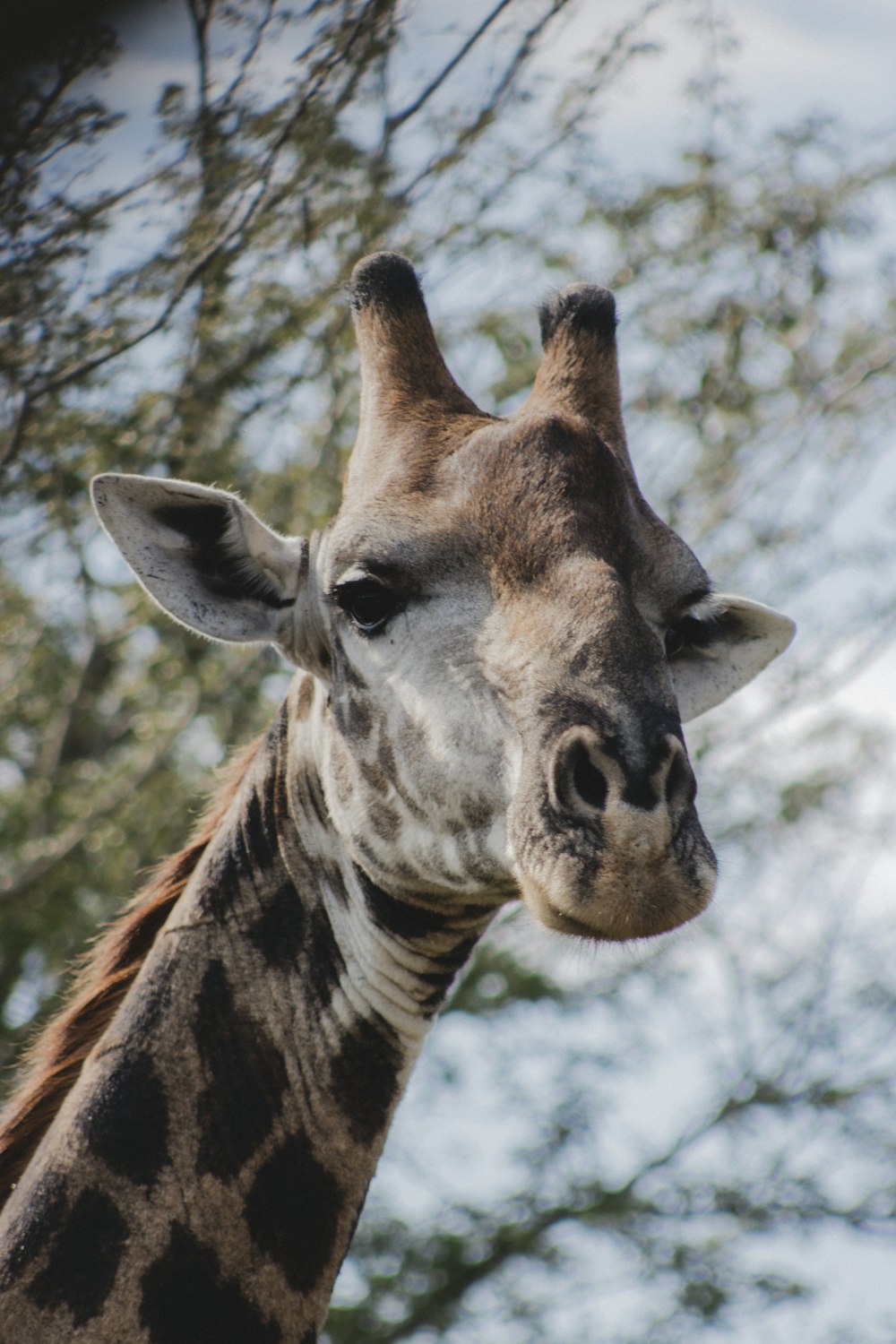 a giraffe stands in front of a tree