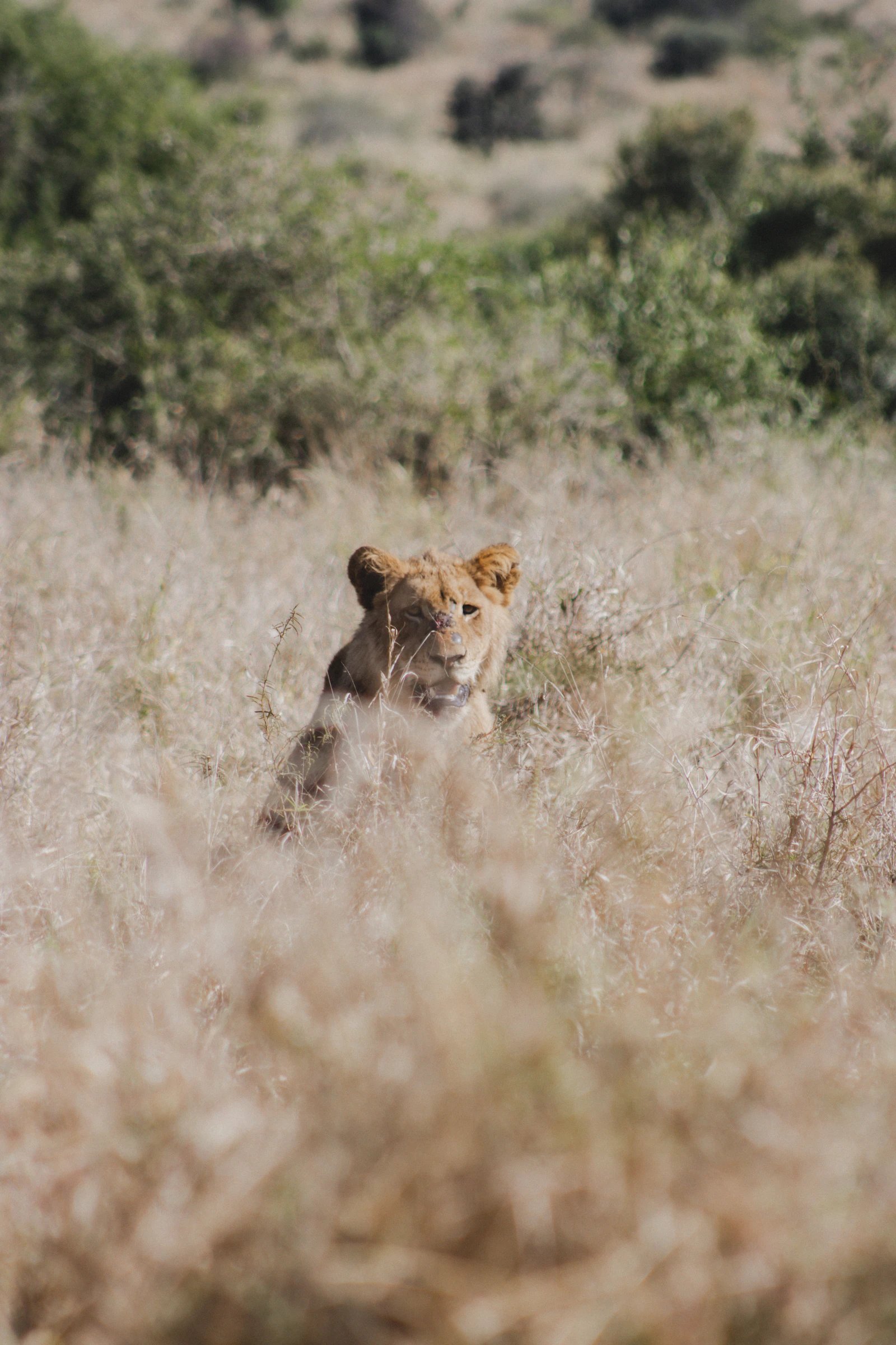 A lion resting in golden South African bushveld