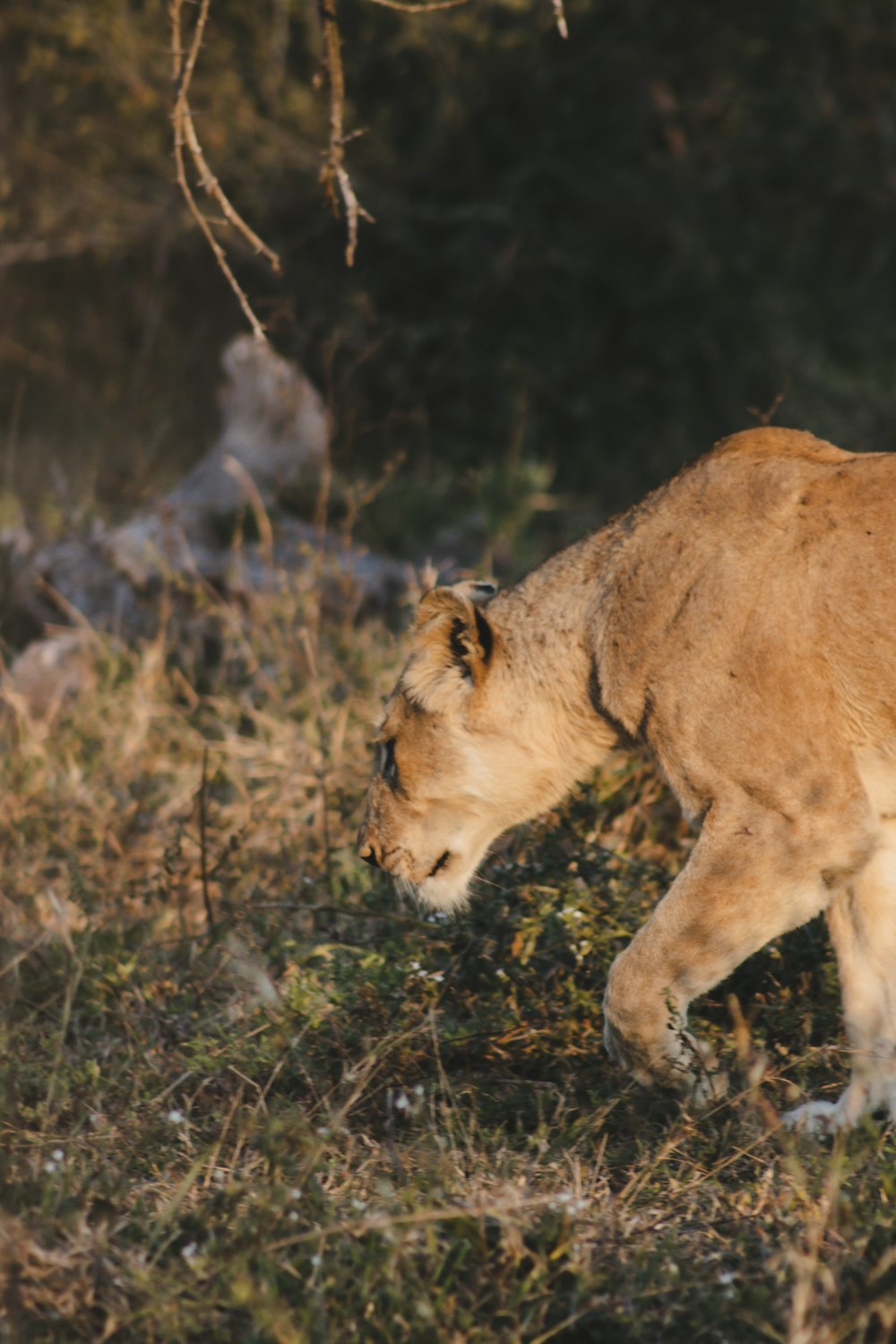 a lion walking in the wild