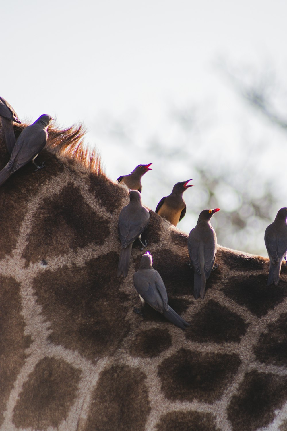 a group of birds on a rock