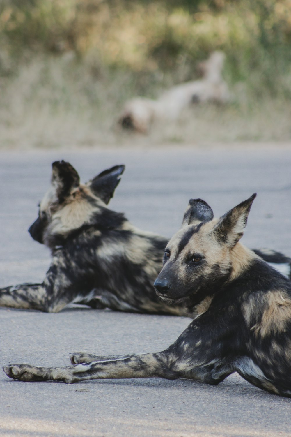 a couple of dogs lying on the ground