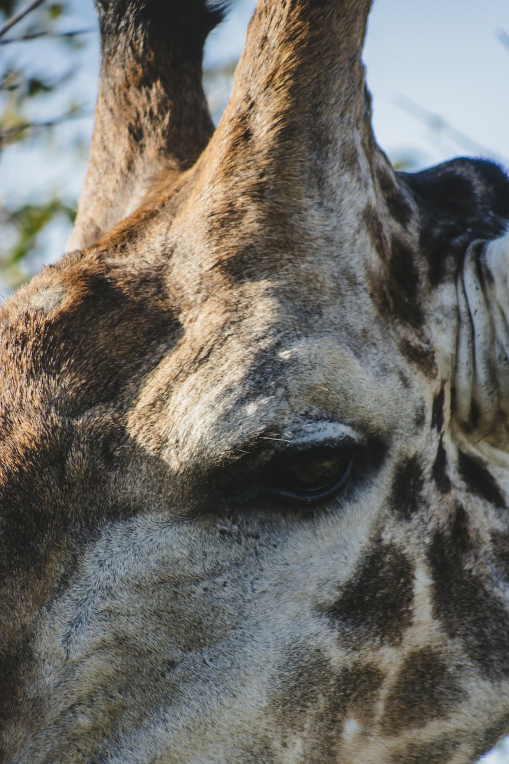 a close up of a giraffe's face