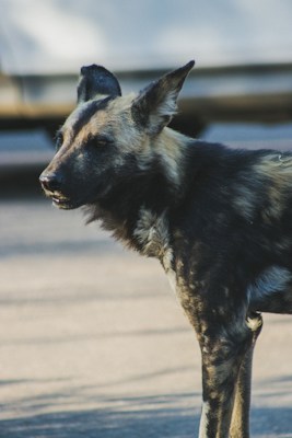 African Wild Dog in Kruger National Park