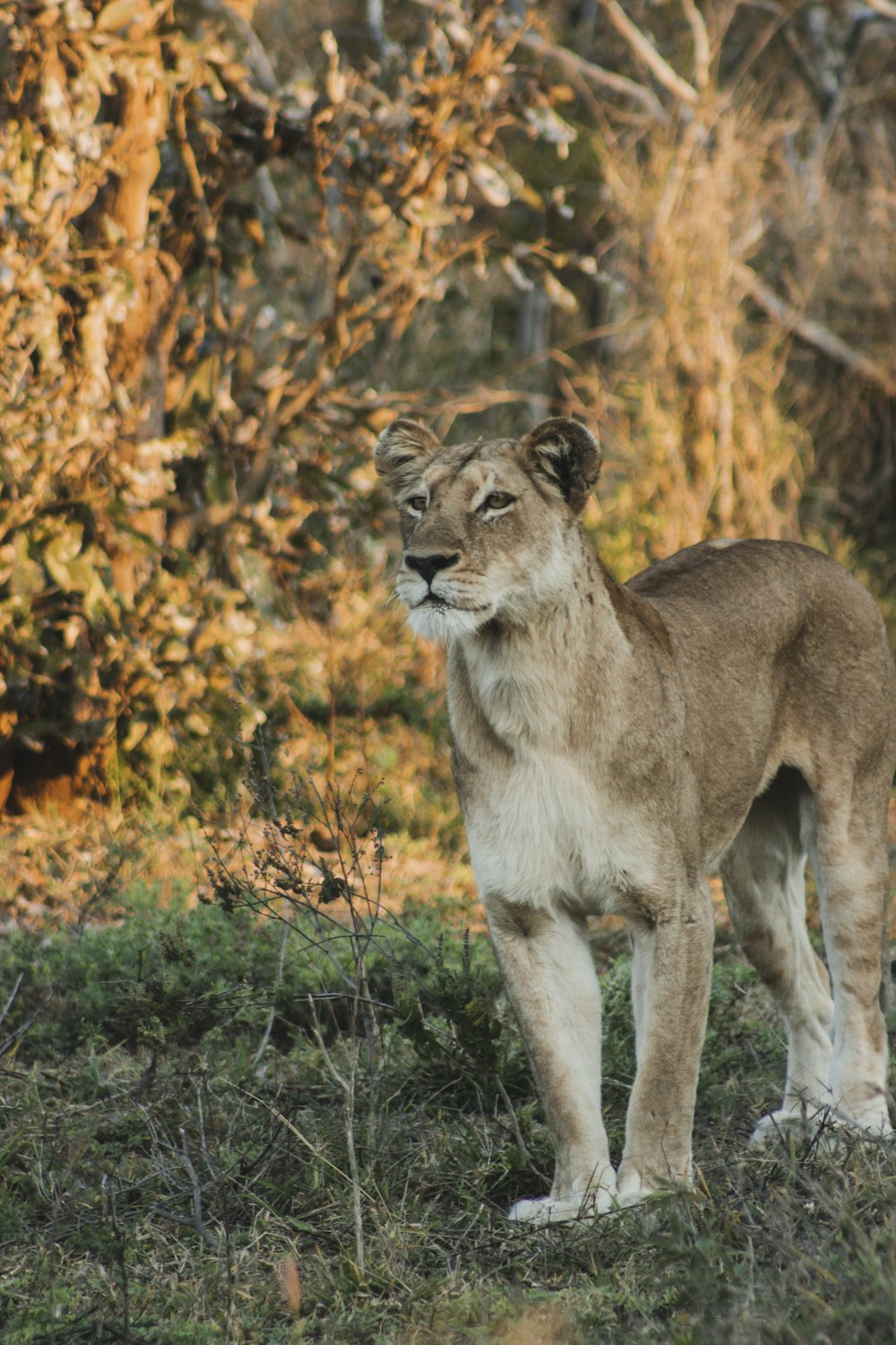 a lion standing in the woods