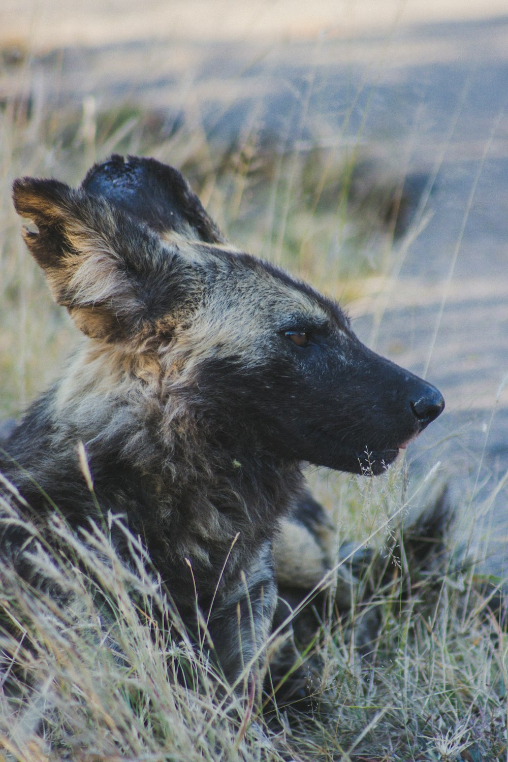 a wolf standing in grass