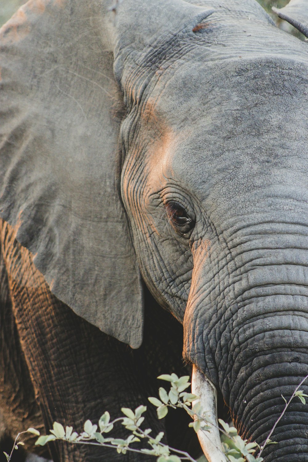 an elephant with its trunk up