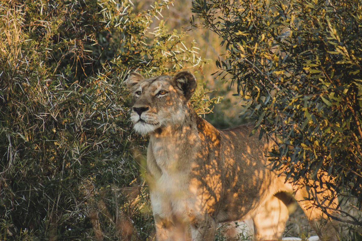 A lion in Kruger National Park, South Africa