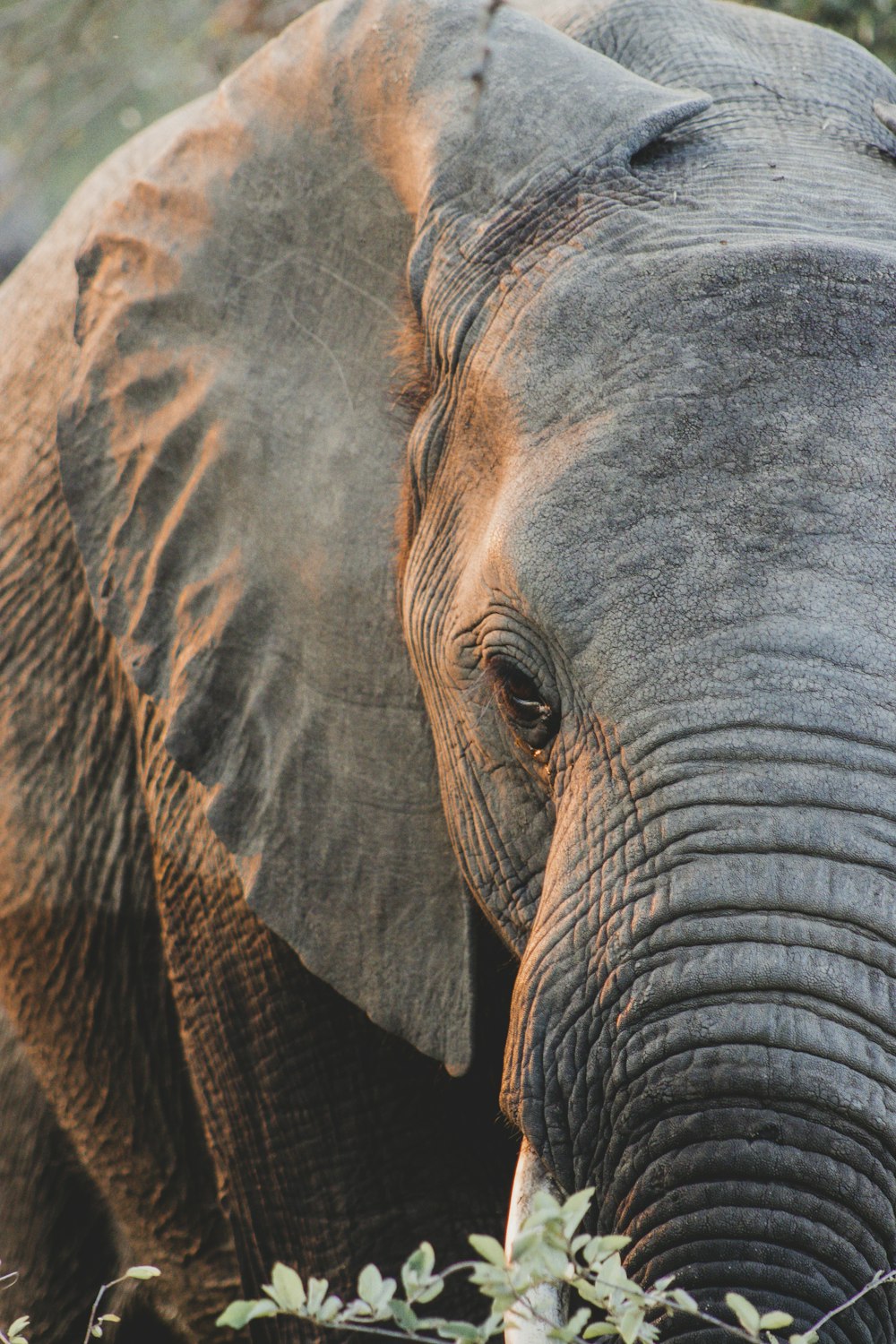 an elephant with its eyes closed