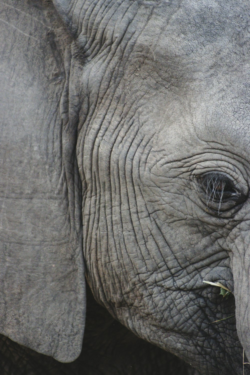 an elephant with its nose up
