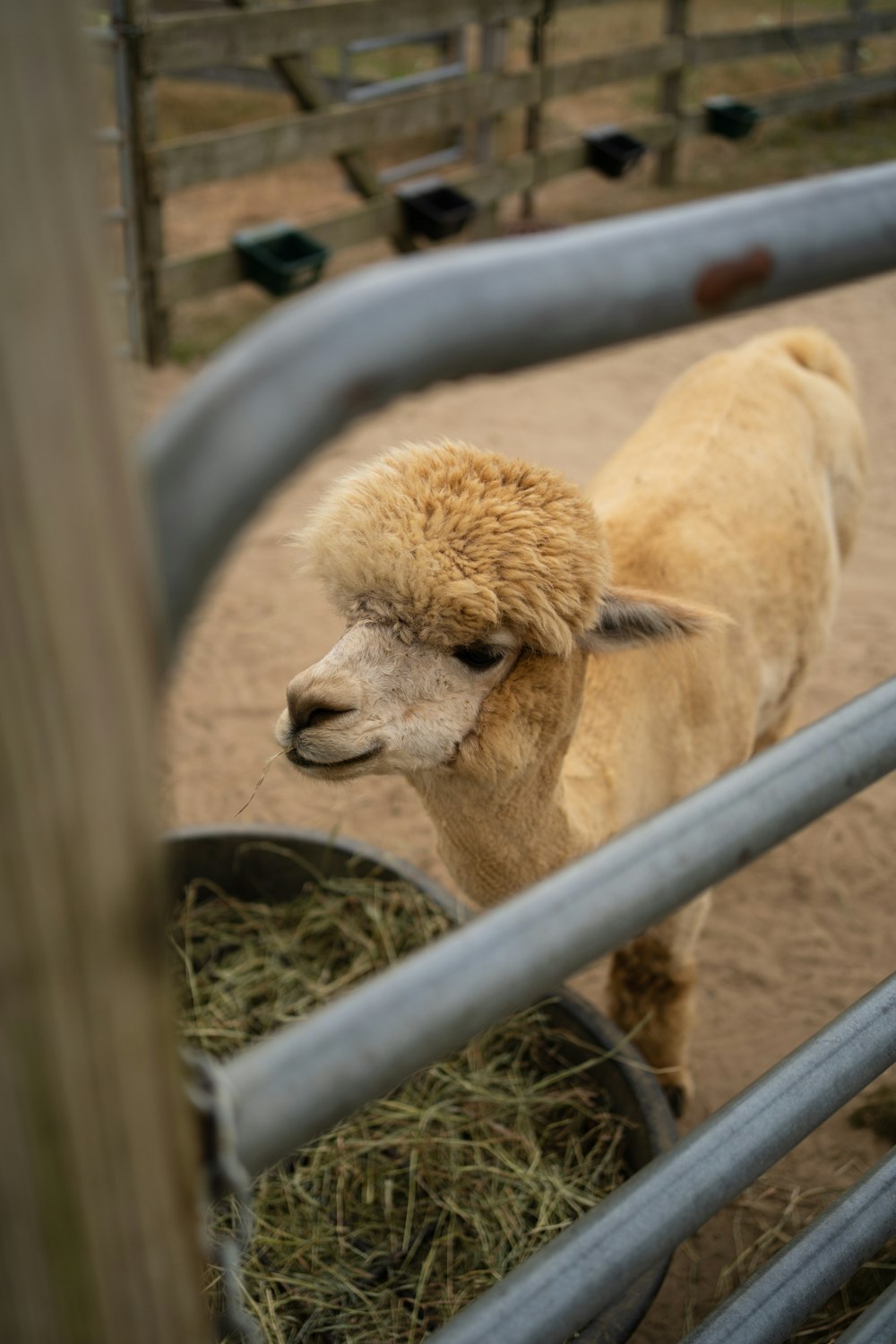 a goat in a pen