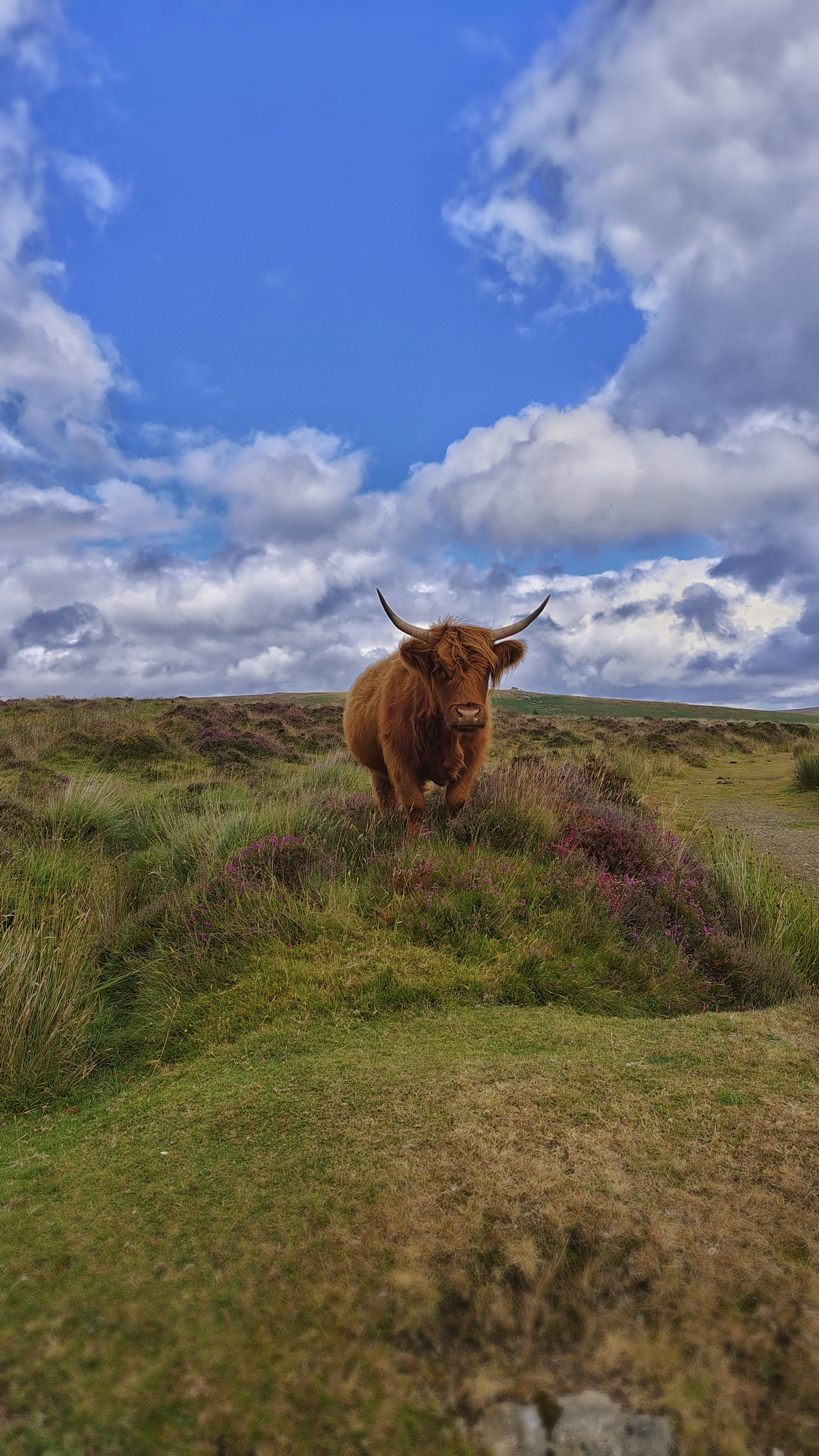 a cow standing in a field