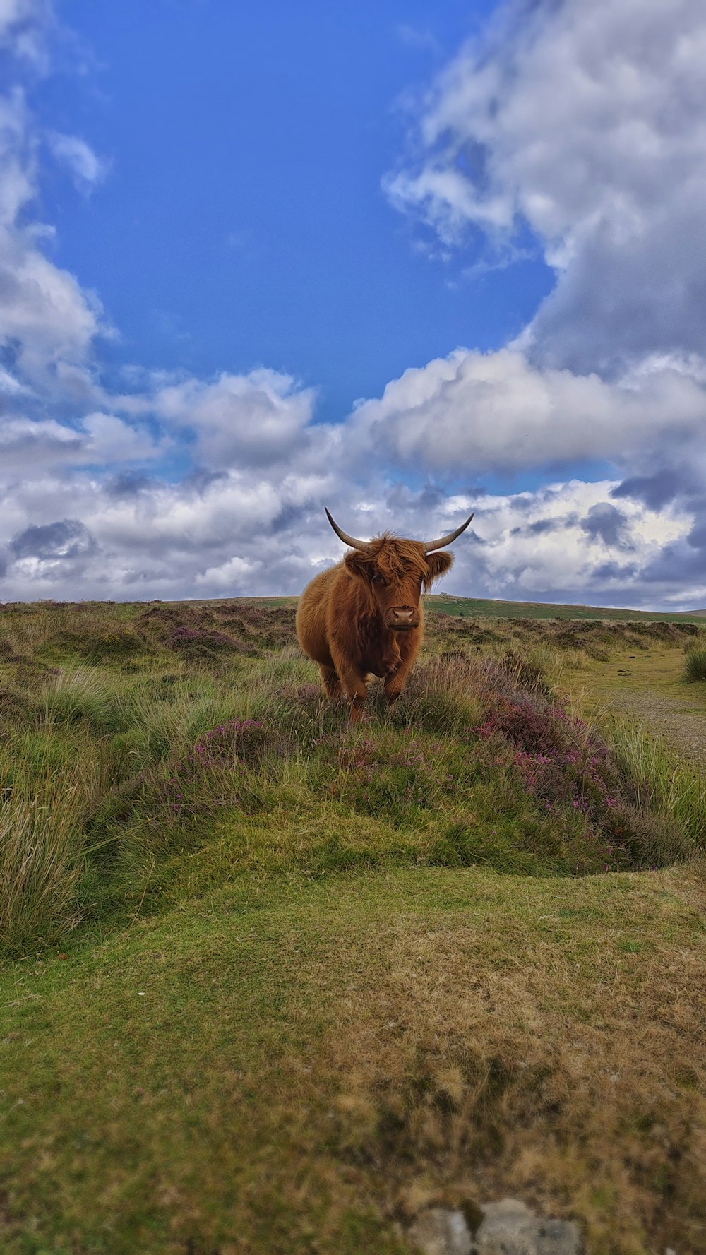 a cow standing in a field