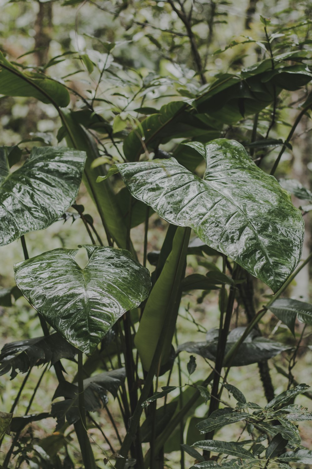 a close-up of some leaves