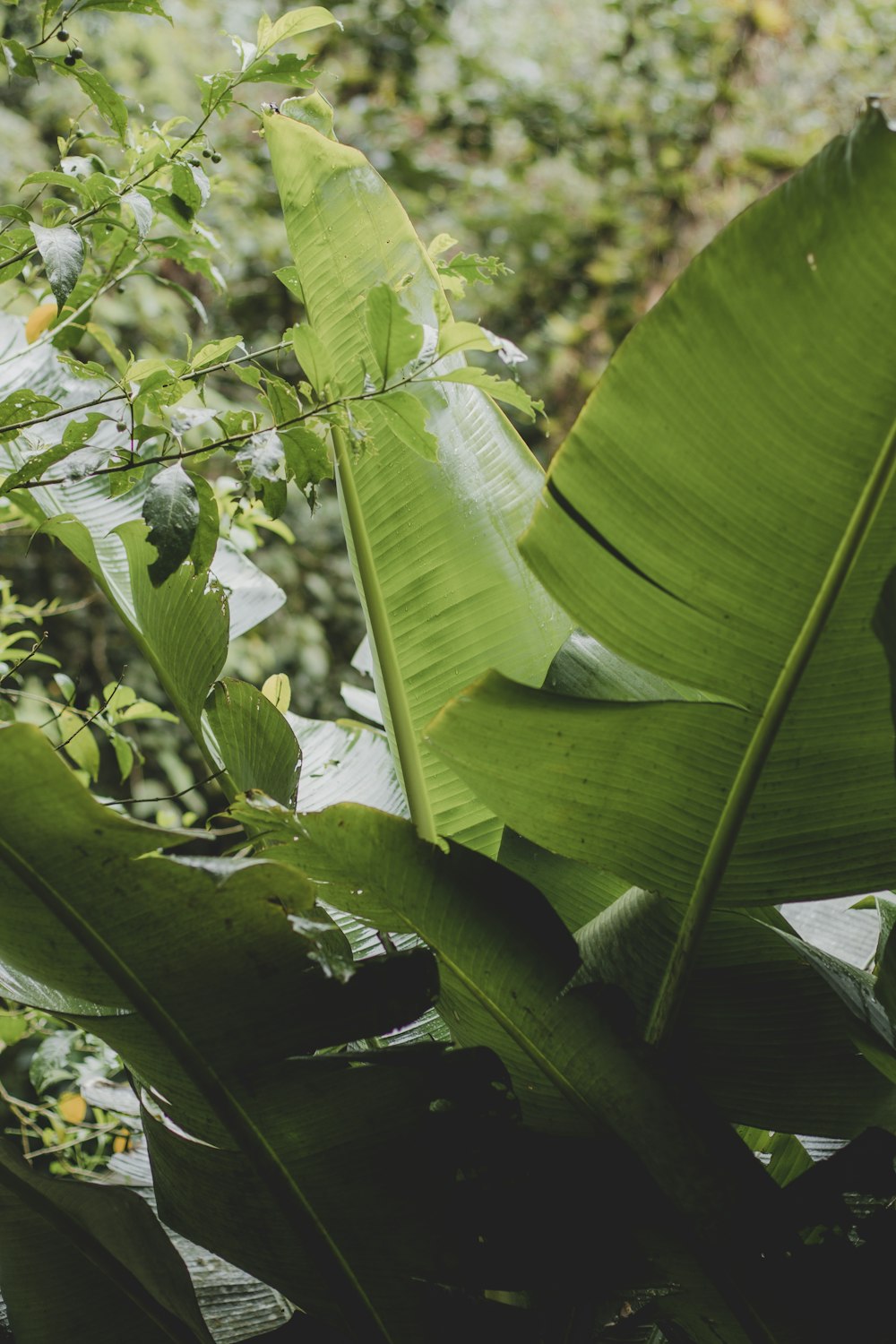 a close up of a plant