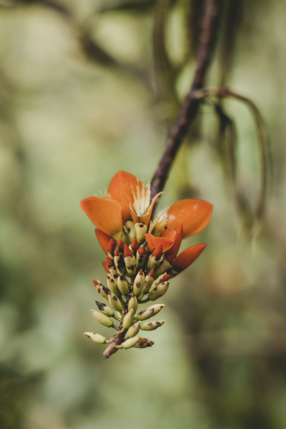 a close up of a flower