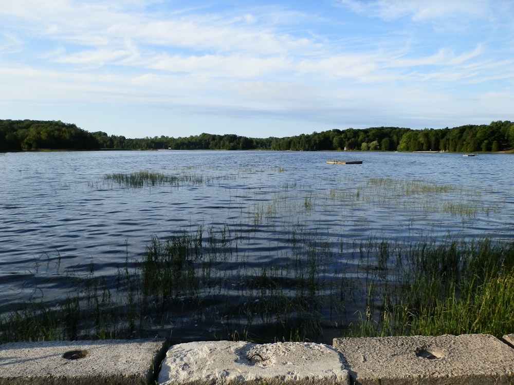 a body of water with trees in the background