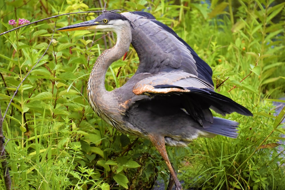 a bird standing in the grass