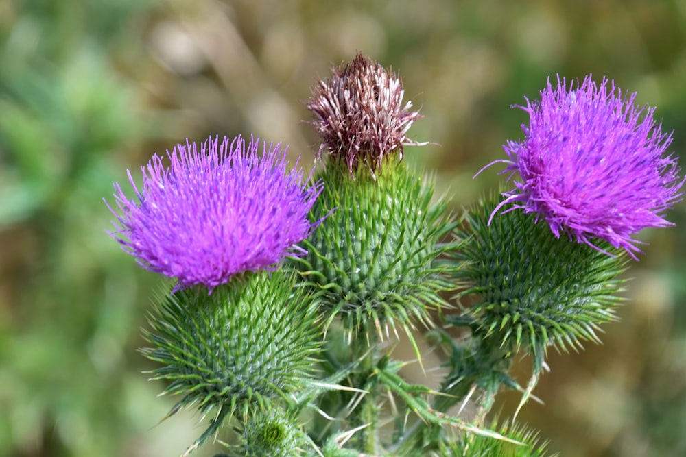 a group of purple flowers