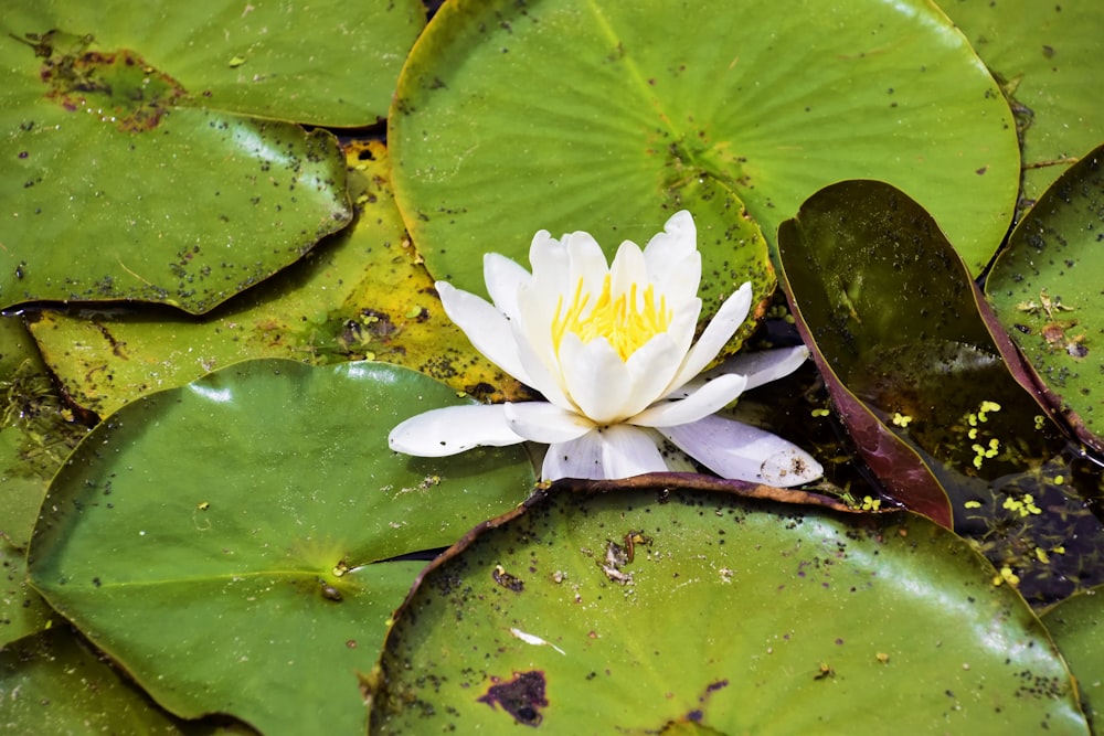 eine weiße Blume auf einem Seerosenblatt