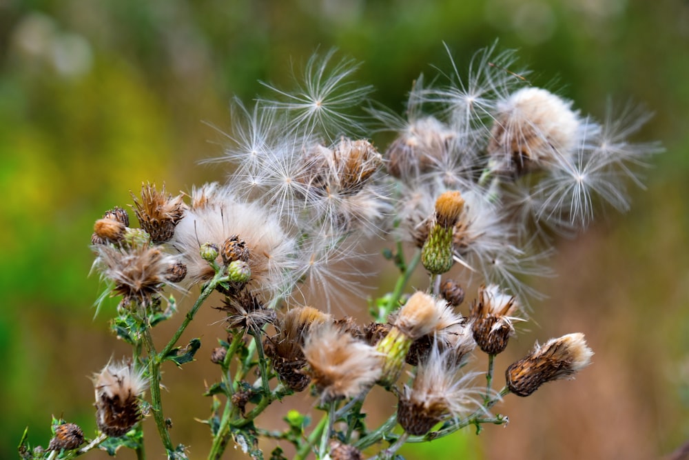 a close up of a plant