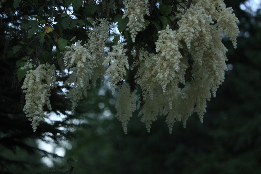 Gerbe de fleurs blanches